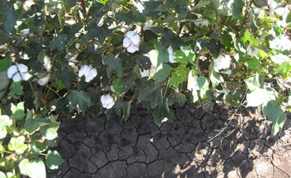 Salinity is a common issue in irrigated and dryland crops and pasture lands.
